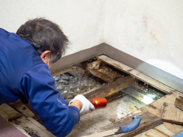 Best Crawl Space Mold Removal  in Twin Lake, MI