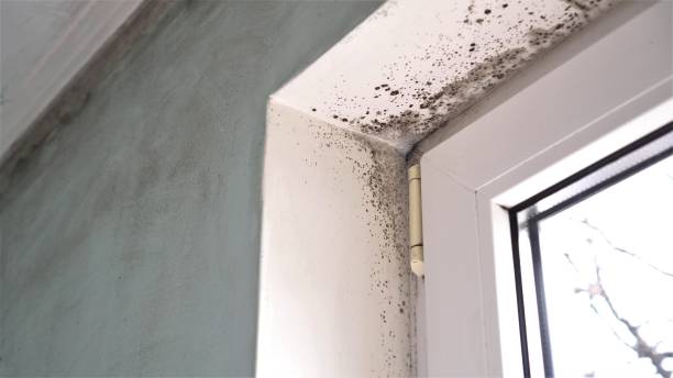 Best Commercial Mold Removal  in Twin Lake, MI