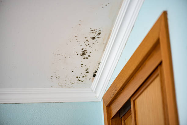 Best Black Mold Removal  in Twin Lake, MI