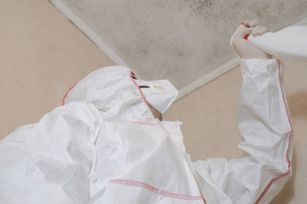 Best Mold Removal Company Near Me  in Twin Lake, MI