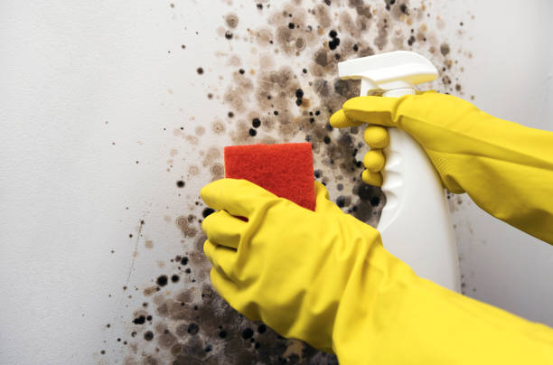 Best Mold Testing and Removal  in Twin Lake, MI