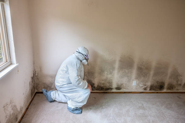 Best Office Mold Removal Services  in Twin Lake, MI