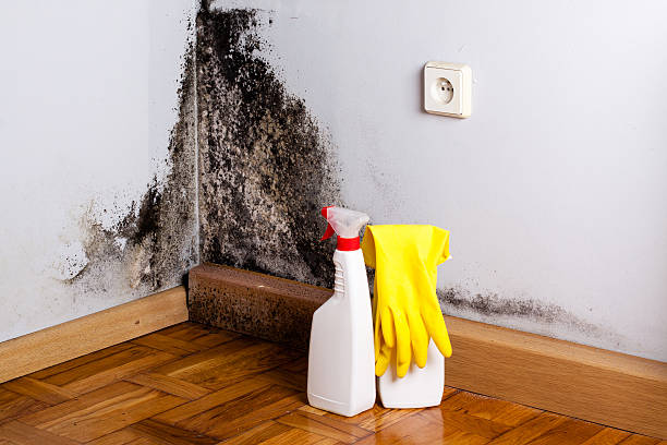 Professional Mold Removal in Twin Lake, MI