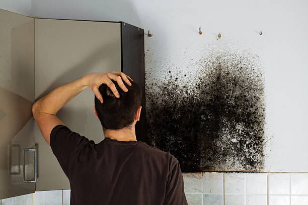 Best Residential Mold Removal  in Twin Lake, MI