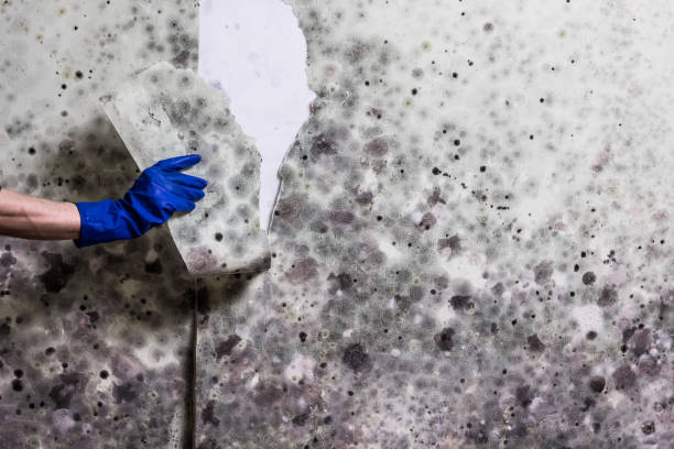 Professional Mold Removal in Twin Lake, MI